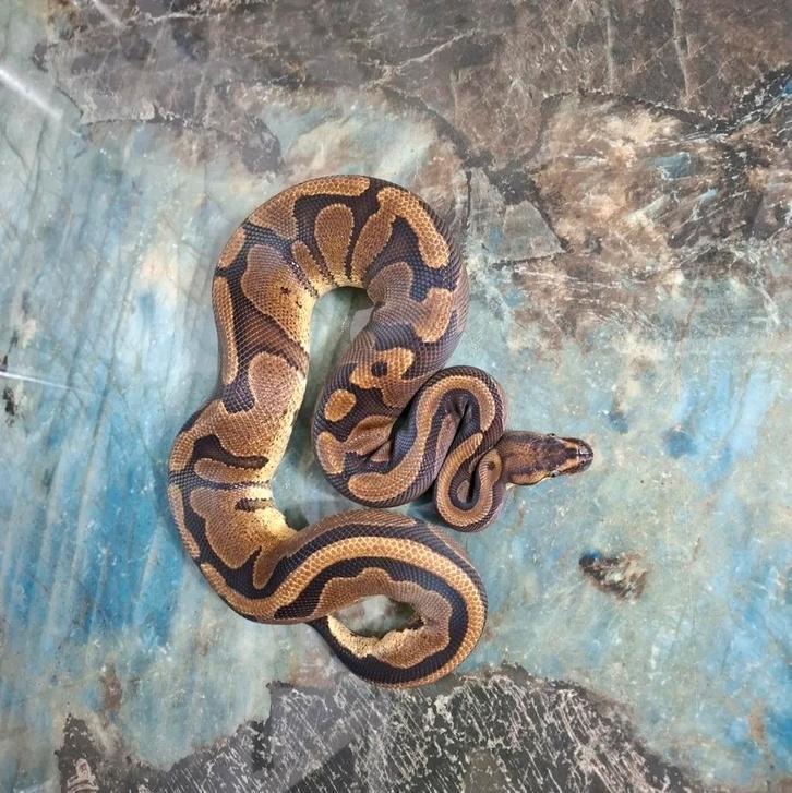 Python regius (koningspythons) Ball Python - male for sale from A&B