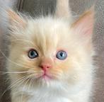 Ragdoll kittens met stamboom, getest, zeldzame kleuren, Dieren en Toebehoren, Katten en Kittens | Raskatten | Langhaar, Meerdere dieren