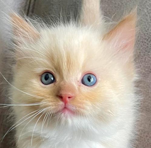 Ragdoll kittens met stamboom, getest, zeldzame kleuren, Dieren en Toebehoren, Katten en Kittens | Raskatten | Langhaar, Meerdere dieren