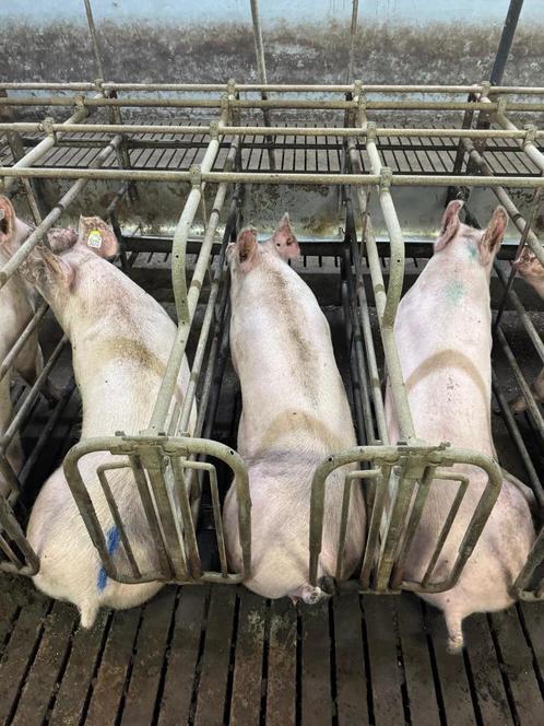 Boxen 2 jaar oud [245], Dieren en Toebehoren, Stalling en Weidegang