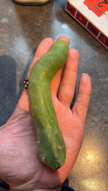 Penis cactussen beschikbaar voor biedingen