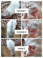 Nestje rittens / ratjes, Dieren en Toebehoren, Rat, Meerdere dieren, Tam, Oktober