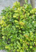 **GOEDKOOP** Berberis thunbergii, Groene japanse Zuurbes, Ophalen of Verzenden, Overige soorten, Struik, Minder dan 100 cm