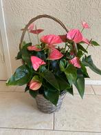 3 Supermooie roze anthuriums compleet met grijze mand, In pot, Minder dan 100 cm, Bloeiende kamerplant, Halfschaduw