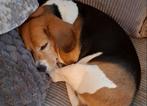 Lieve Beagle, Dieren en Toebehoren, Honden | Beagles, Bassets en Lopende honden, 6 jaar of ouder, Beagle, Reu, Eén hond