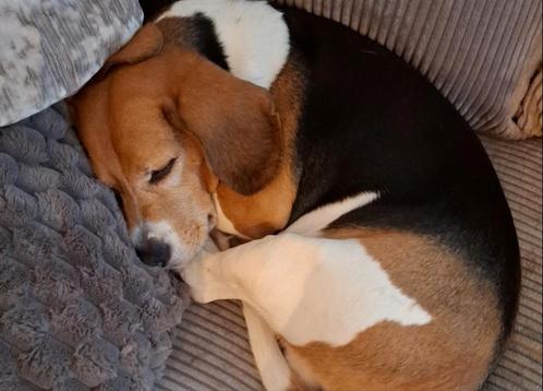 Lieve Beagle, Dieren en Toebehoren, Honden | Beagles, Bassets en Lopende honden, Reu, Beagle, Particulier, Eén hond, Nederland