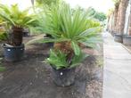 Cyca Revoluta, Ophalen, Nieuw