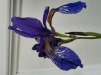 Iris siberica, Tuin en Terras, Ophalen, Zomer, Halfschaduw