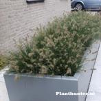 Pennisetum little bunny kleinste lampenpoestersgras siergras, Tuin en Terras, Planten | Tuinplanten, Ophalen, Overige soorten