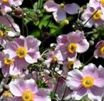 Diverse tuinplanten, Ophalen of Verzenden, Zomer, Overige soorten, Volle zon