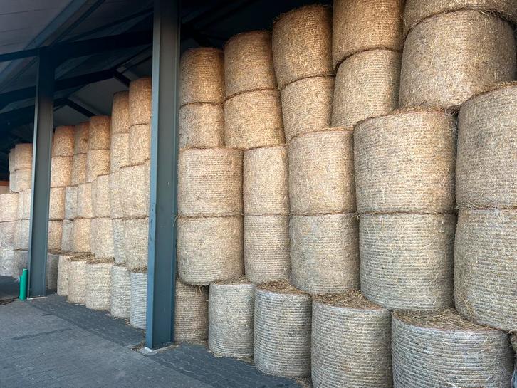 Tarwe stro in midibalen. 85x90, Zakelijke goederen, Agrarisch | Veevoer, Ophalen