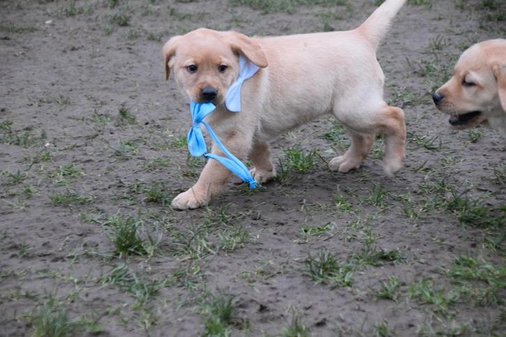 Hele leuke donkerblonde labradors mogen dit weekend weg!, Dieren en Toebehoren, Honden | Retrievers, Spaniëls en Waterhonden, Meerdere dieren