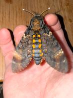 Poppen doodshoofdvlinder, Dieren en Toebehoren, Vlinders of Rupsen