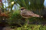 Kleine plevier man, Dieren en Toebehoren, Vogels | Overige Vogels, Mannelijk, Geringd