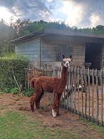 Alpaca hengst, Dieren en Toebehoren, Juli, Mannelijk