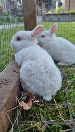 3 dwerg rex rammentjes, Dieren en Toebehoren, Konijnen, Mannelijk, Dwerg, 0 tot 2 jaar