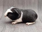 Cavia gladhaar beer, Cavia, Mannelijk, November, Tam