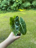 Alocasia Frydek Variegata, Ophalen of Verzenden, Overige soorten, Minder dan 100 cm