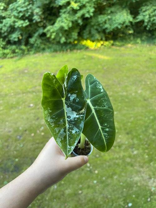Alocasia Frydek Variegata, Huis en Inrichting, Kamerplanten, Overige soorten, Minder dan 100 cm, Ophalen of Verzenden