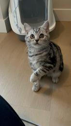 Kitten , Britse Korthaar, Dieren en Toebehoren, Katten en Kittens | Raskatten | Korthaar, Kater, Gechipt, 0 tot 2 jaar