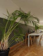 kamerplanten - in pot - best hoog, Ophalen, Palm, Halfschaduw, In pot