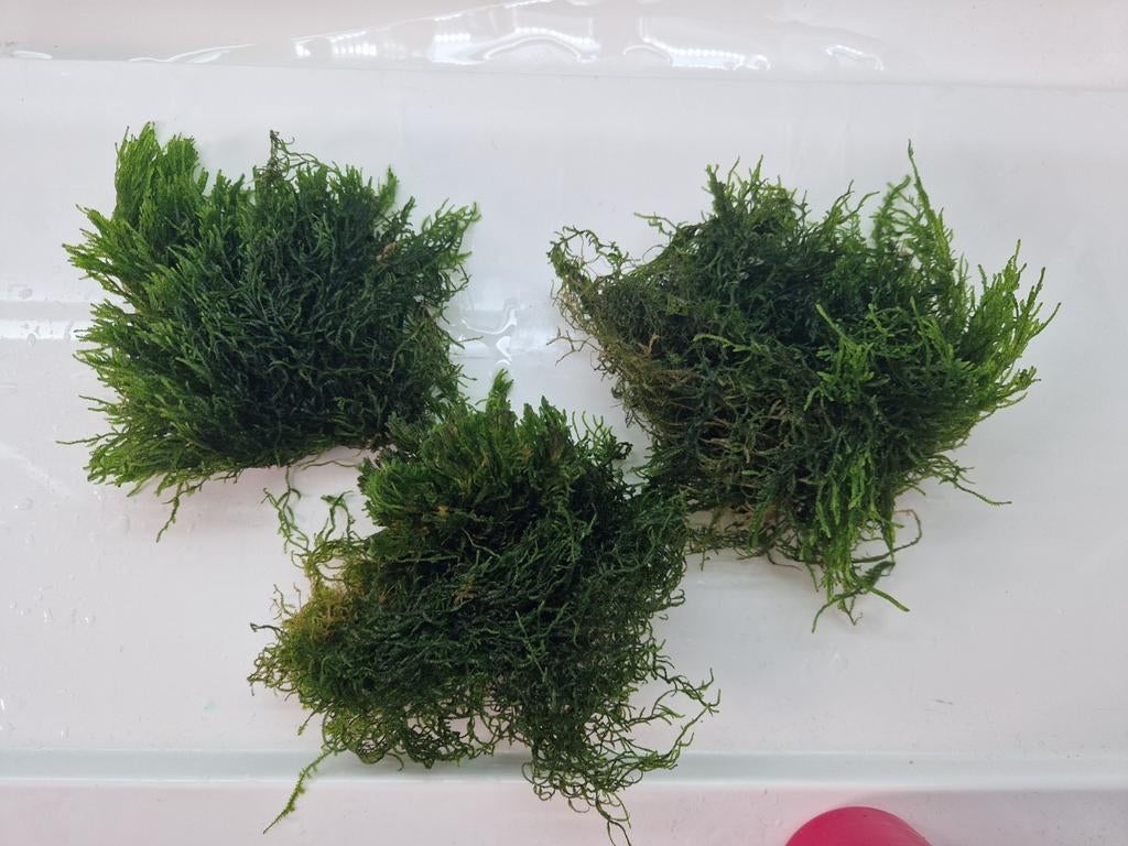 Aquarium mos 400ml tot 1000ml zak vol niet klein 80cc potje, Ophalen, Plant(en), Steen of Hout