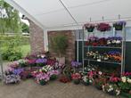Betaalbaar perkgoed, Minder dan 30 cm, Minder dan 60 cm, Rond, Nieuw