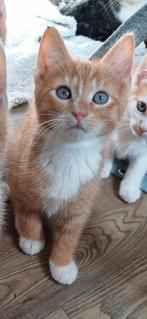 Kitten opvang voor moederlozen of schuwe kittens, Dieren en Toebehoren, Katten en Kittens | Overige Katten, Meerdere dieren, Kortharig