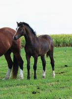 Mooi Welsh sectie C hengstveulen, Dieren en Toebehoren, Paarden, Hengst, Minder dan 160 cm, 0 tot 2 jaar