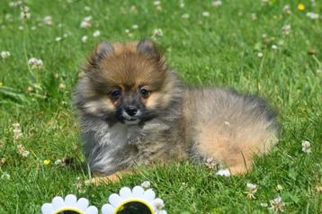       Dwergkees,pomeriaan,keeshond,spits pups beschikbaar voor biedingen