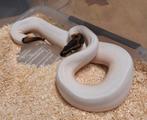 Piebald leopard het albino, Dieren en Toebehoren, Reptielen en Amfibieën, Slang, 0 tot 2 jaar
