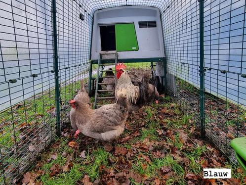 Broedeieren Silverudd verschillende kleurslagen, Dieren en Toebehoren, Pluimvee, Kip, Geslacht onbekend