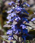 Kruipend zenegroen ( ajuga reptans atropurpurea) plantjes, Zomer, Bodembedekkers, Ophalen of Verzenden