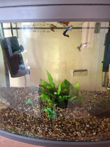 10 guppys voor 2 euro  beschikbaar voor biedingen