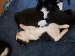 Lieve knuffel kittens, Dieren en Toebehoren, Katten en Kittens | Overige Katten, Meerdere dieren, Kortharig, 0 tot 2 jaar