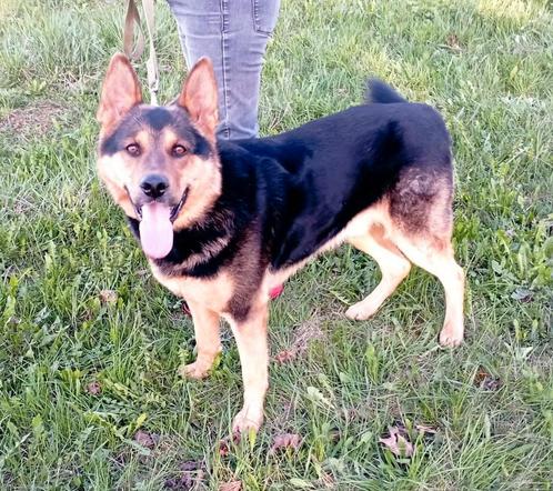 Dani zoek naar liefdevol gezien, Dieren en Toebehoren, Honden | Niet-rashonden, Groot, Reu, Particulier, Meerdere, Buitenland