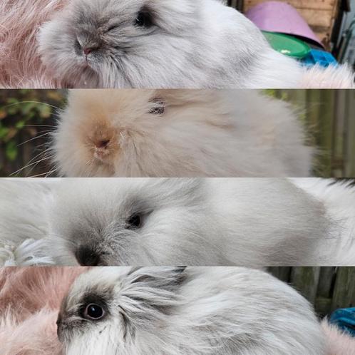 Teddydwerg en teddy leeuwenkop konijntjes van de hobbyfok, Dieren en Toebehoren, Konijnen, Dwerg, Meerdere dieren, 0 tot 2 jaar