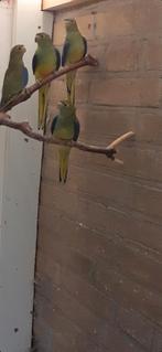 Blauwvleugel parkieten, Dieren en Toebehoren, Vogels | Parkieten en Papegaaien, Mannelijk, Parkiet