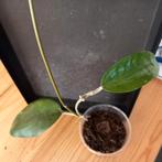 hoya purpureo fusca stek nr 118, Huis en Inrichting, Kamerplanten, Ophalen of Verzenden, Halfschaduw, Minder dan 100 cm