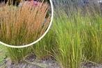 Calamagrostis karl Foerster. Mooie siergrassen in P9, Tuin en Terras, Planten | Tuinplanten, Ophalen of Verzenden, Zomer, Siergrassen