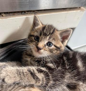 Prachtige kittens te koop! beschikbaar voor biedingen