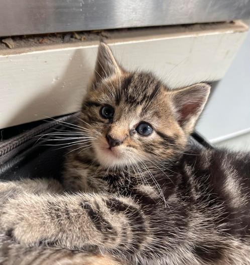 Prachtige kittens te koop!, Dieren en Toebehoren, Katten en Kittens | Raskatten | Korthaar, Meerdere dieren, 0 tot 2 jaar, Ontwormd