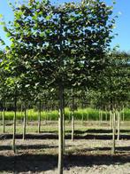 LEILINDE Tilia europaea 'Pallida' Koningslinde DAKBOOM linde, Ophalen of Verzenden, Zomer, Volle zon, Leiboom