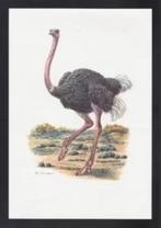Struisvogel Struthio Camelus Vogel Kunstdruk., Ophalen of Verzenden, Zo goed als nieuw