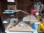 Mongoolse gerbils, Mannelijk, Mei, Overige typen, Tam