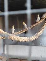 Valkparkieten, Meerdere dieren, Parkiet, Geringd