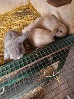 Mooi nest Nederlandse Dwerghangoren te koop 4 stuks, Dieren en Toebehoren, Meerdere dieren, Dwerg