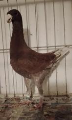 Te Koop Duitse Schoonheidspostduiven, Dieren en Toebehoren, Vogels | Duiven, Meerdere dieren, Overige soorten