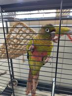 Pyrrhura frontalis man, Dieren en Toebehoren, Vogels | Parkieten en Papegaaien, Mannelijk, Parkiet, Geringd