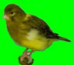 FIFE FANCY ZANGKANARIE, Dieren en Toebehoren, Meerdere dieren, Zangkanarie